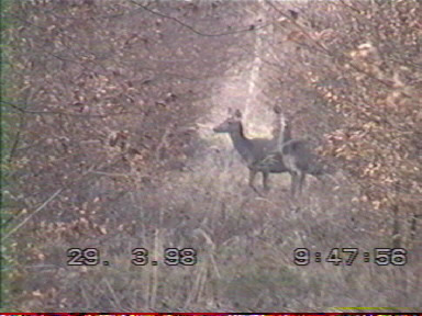 Biche dans les taillis