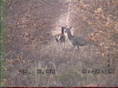 Biche dans les taillis
