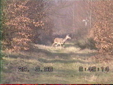 Biche traversant l'allée
