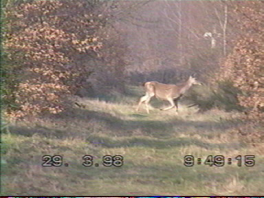 Biche traversant l'allée