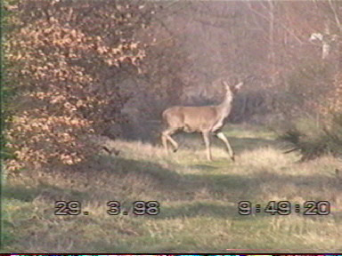 biche au freinage