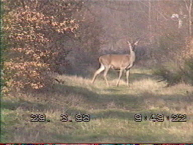 Biche en observation