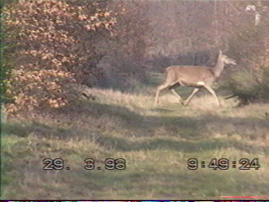 biche