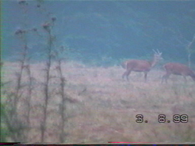 Cerf daguet