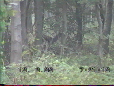 Biche