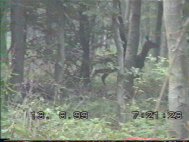 Biche