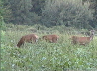 biche et cerfs daguet