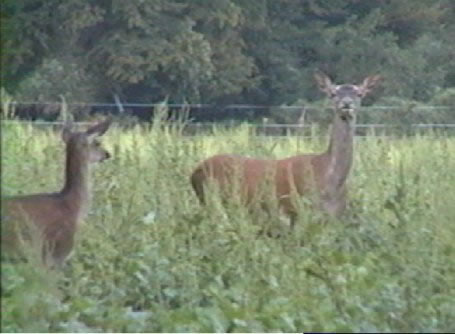 biche et faon
