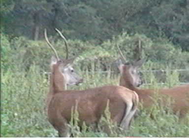 cerfs daguet