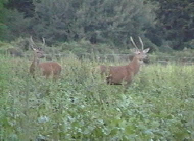 cerfs daguet