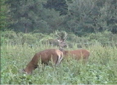 cerfs daguet