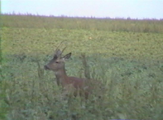 cerf daguet