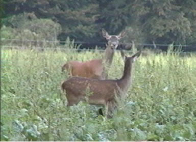 biche et faon