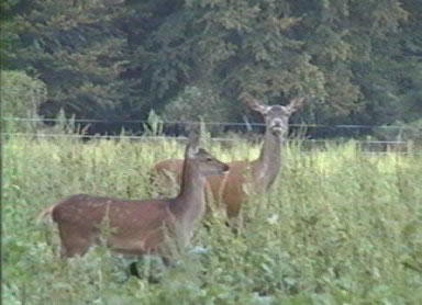 biche et faon