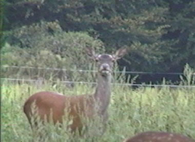 biche