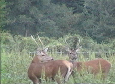 cerfs daguet
