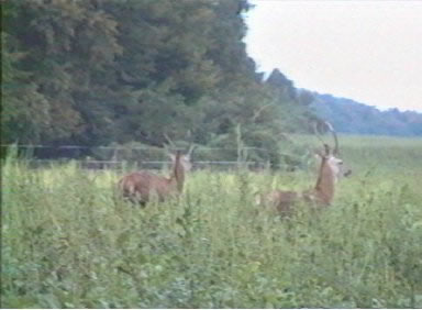 cerfs daguet