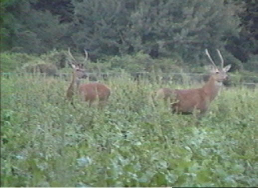 cerfs daguet