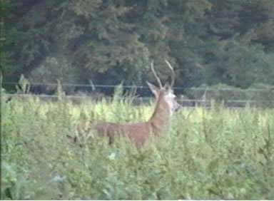 cerf daguet