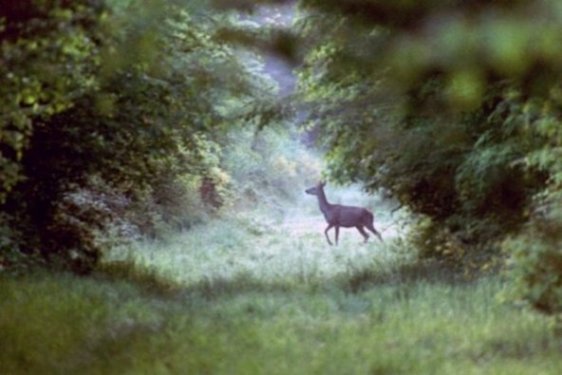 Biche