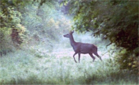 Biche