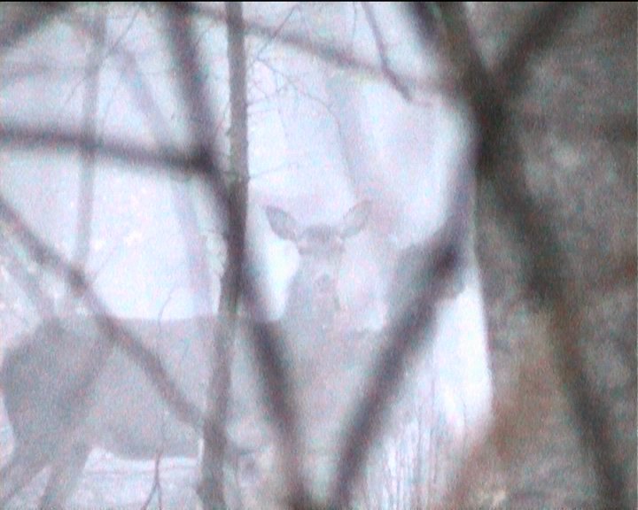 Biche et faon