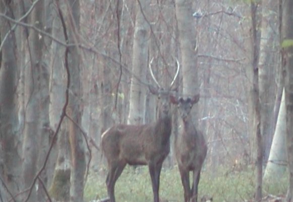 Cerf mulet et cerf daguet fourchu