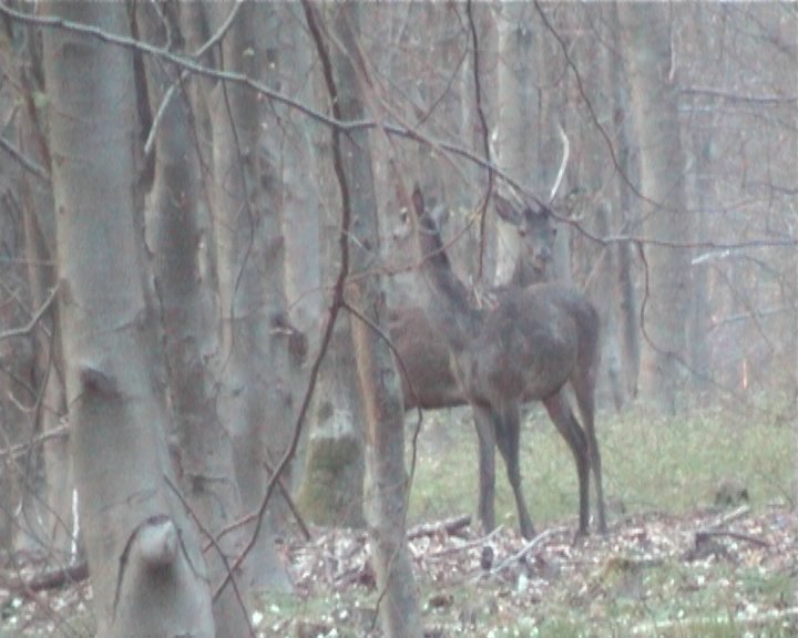 Cerf mulet et cerf daguet fourchu