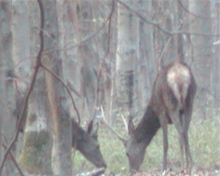 Cerf mulet et cerf daguet fourchu