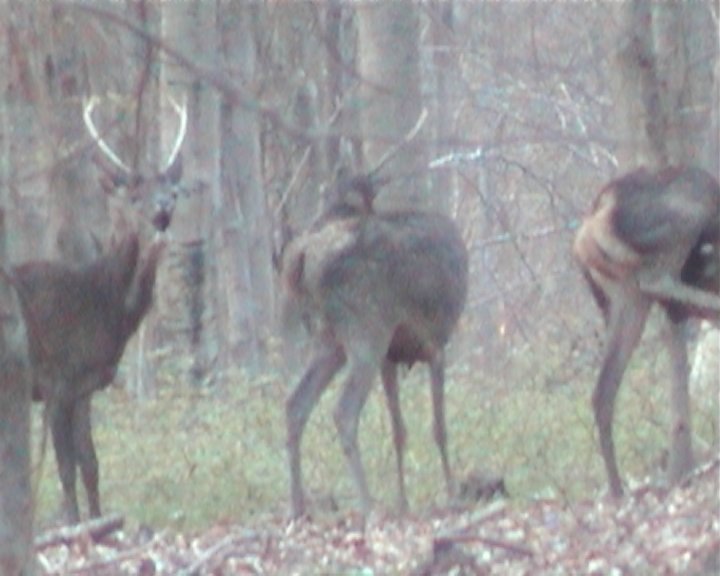 cerfs daguets