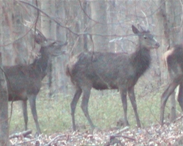 cerfs daguets