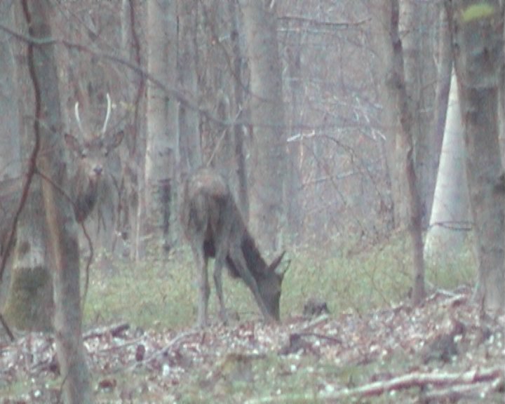 cerfs daguets