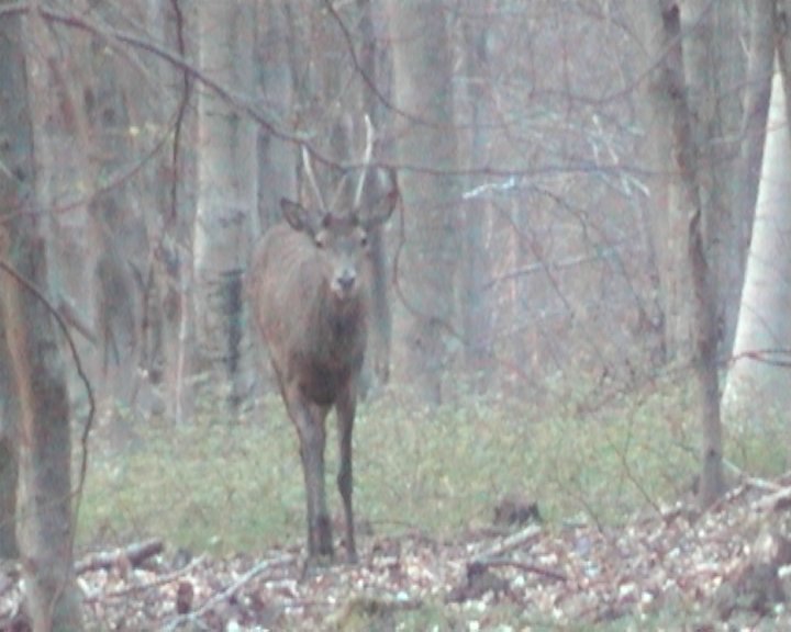 cerf daguet