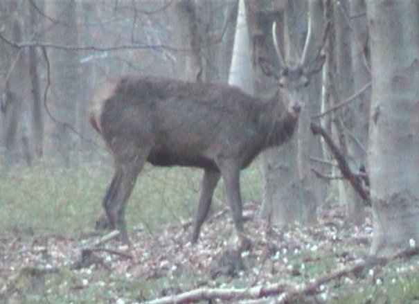 cerf daguet