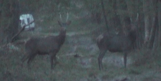 cerfs daguets