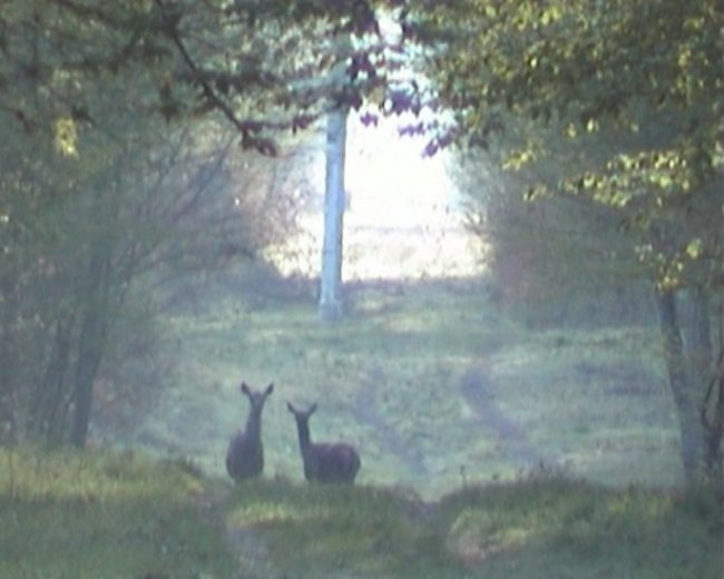 biche