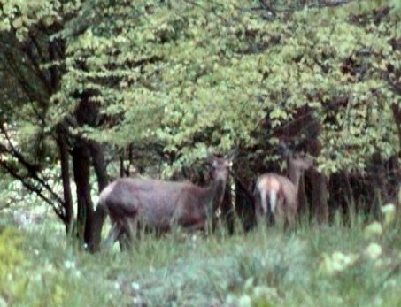 Biche et hère