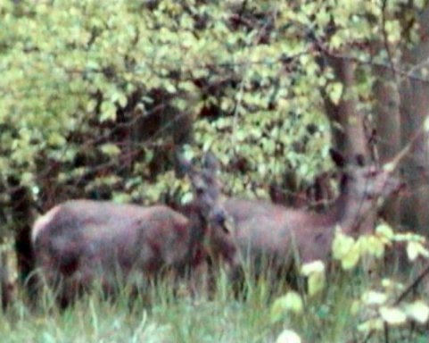 Biche et hère
