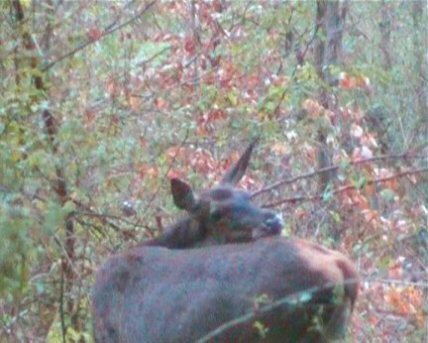 biche se grattant le dos