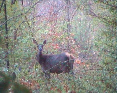 Biche