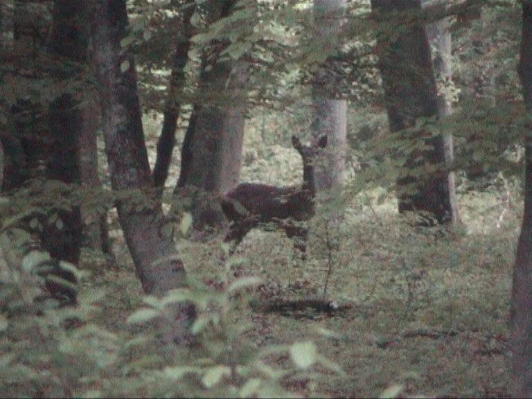 biche