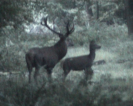 cerf quatorze cors