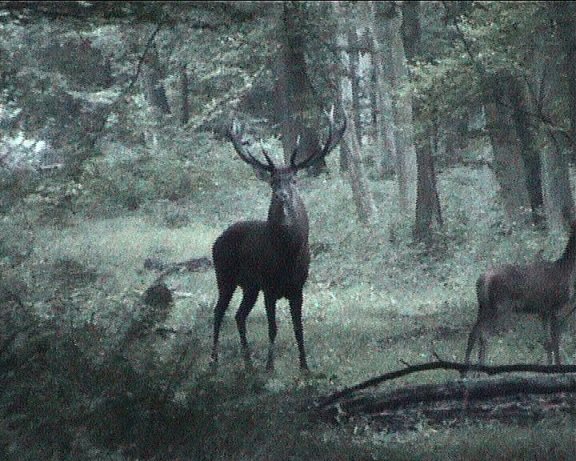 cerf quatorze cors