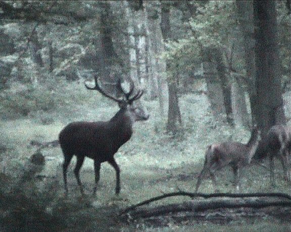 cerf quatorze cors