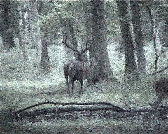 cerf quatorze cors
