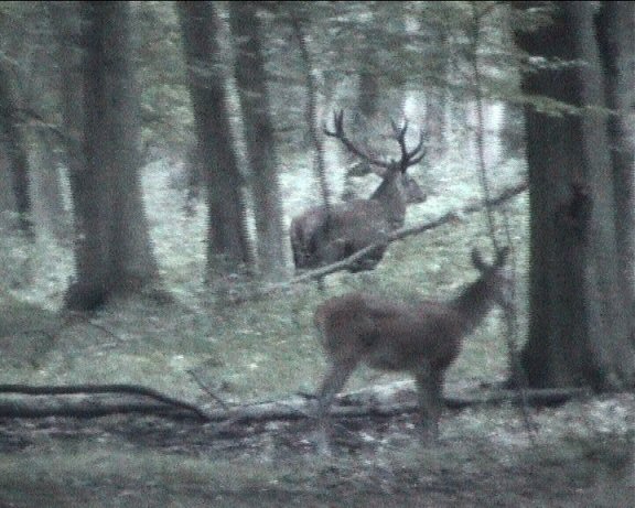 cerf quatorze cors
