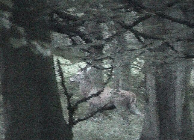 jeune cerf