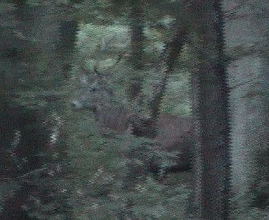 jeune cerf