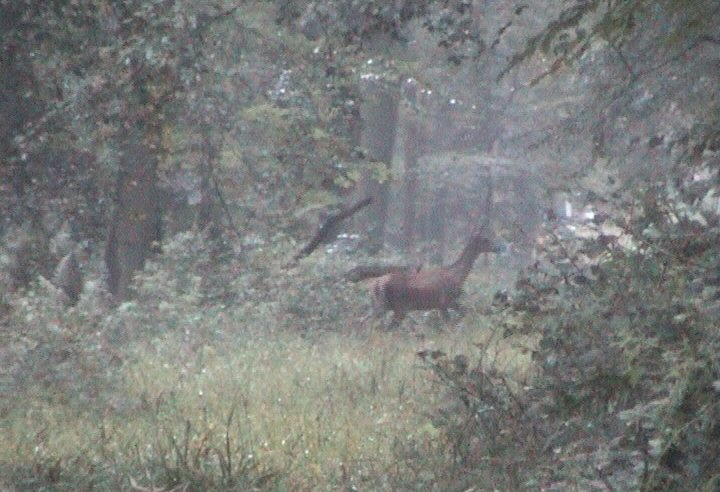 biche