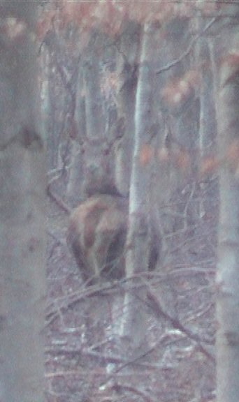 Biche